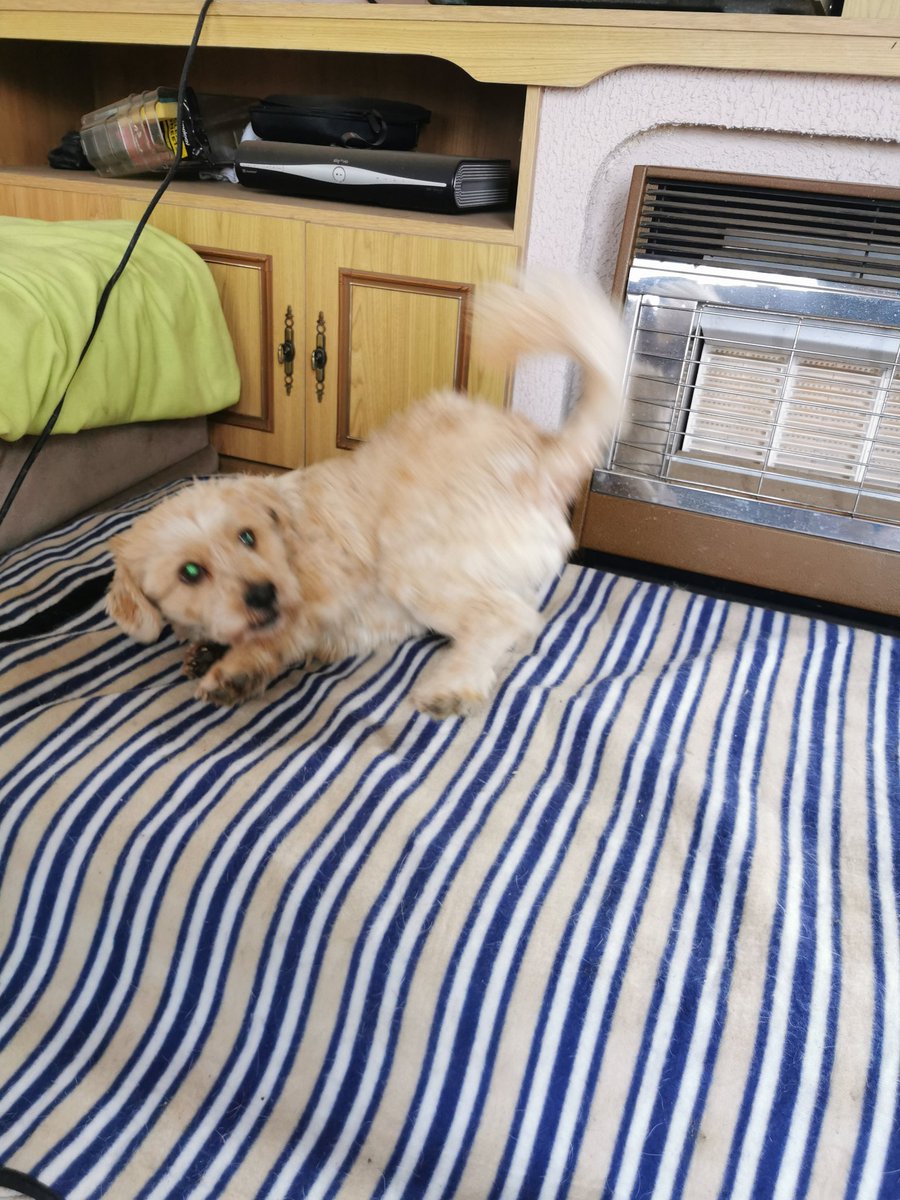 Solomon is 6 years young. He is looking for his forever home #UK Solomon needs a quiet home,not many visitors as he gets scared &amp;can react. He prefers no other dogs but is OK with cats. No children or visiting children #adoptme #AdoptDontShop #dogs #dogbus
Dogbus.co.uk