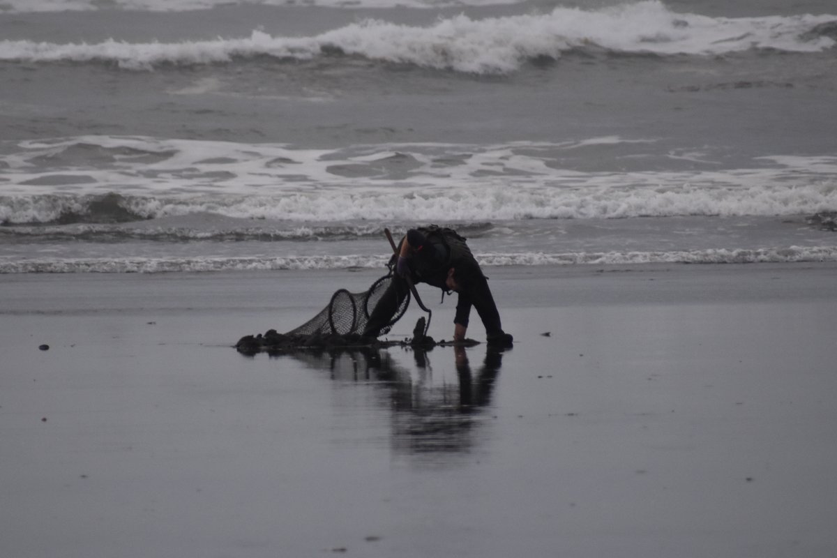 Copalis_Beach's tweet photo. #CopalisBeach #RazorClamming #WashingtonCoast https://t.co/VRwj0pfL2Y