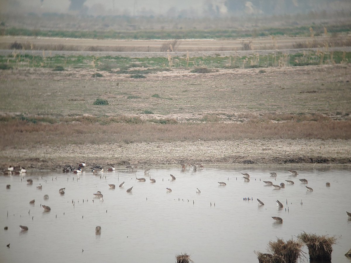 Wouter Vansteelant (@wmgvs) on Twitter photo There is one of the <a href="/GlobalFlyway/">Global Flyway Network</a> transmitter Godwits at last! G4PGWC. Managed to read quite a few rings here with <a href="/TijsenW/">Wim Tijsen</a> and Siebe today. There is one of the <a href="/GlobalFlyway/">Global Flyway Network</a> transmitter Godwits at last! G4PGWC. Managed to read quite a few rings here with <a href="/TijsenW/">Wim Tijsen</a> and Siebe today.