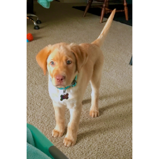 blaze_lab's tweet photo. Enjoy this Picture of me today! https://t.co/pqY98DfGEC