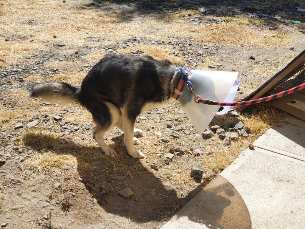 Chevo_Tovar's tweet photo. @chinis1817 @DiloConPerritos Ese perro tiene nombre y se llama Kovu. https://t.co/lInVMbGcuJ