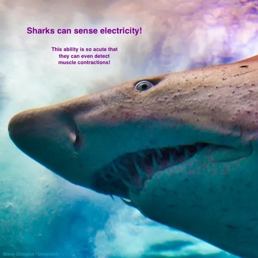 #sharks #scicomm