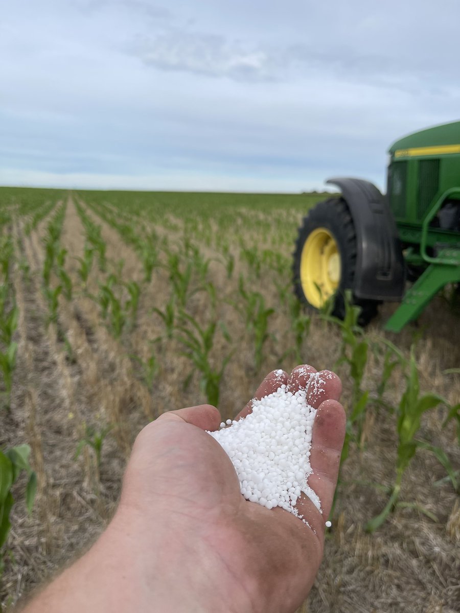 RobRybner's tweet photo. Viernes de conteo de espigas en maíz temprano y aplicación de Urea en maíz de 2da 🌽🌽 https://t.co/fug7DQ9l43