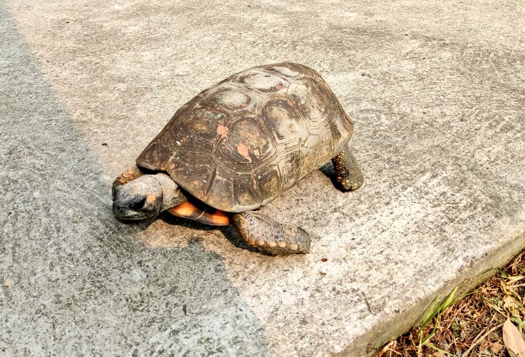 MAATE_Zonal7's tweet photo. #Loja | En el sitio "El Jardín" de la parroquia y cantón Chaguarpamba, rescatamos una tortuga motelo y una taparrabo. Los especímenes fueron trasladados al Zoológico del @MunicipioDeLoja para su valoración. Esta acción se realizó con el apoyo de la #UNPAMB de la @PoliciaEcuador. https://t.co/LIIcQguk9E