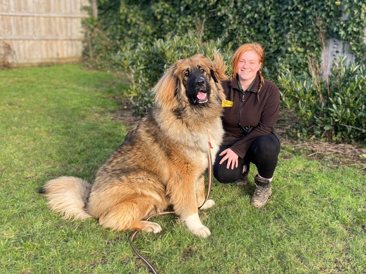 DogsTrust's tweet photo. Narla is a big girl with tons of personality. 💛
She's looking for a family who can help with her training &amp; socialisation. 🐶
Narla needs an adult only home with no other pets and a large garden. 🏡
@DT_Loughborough 📍 https://t.co/cn8QWukVb9 https://t.co/qEayf0V8UQ