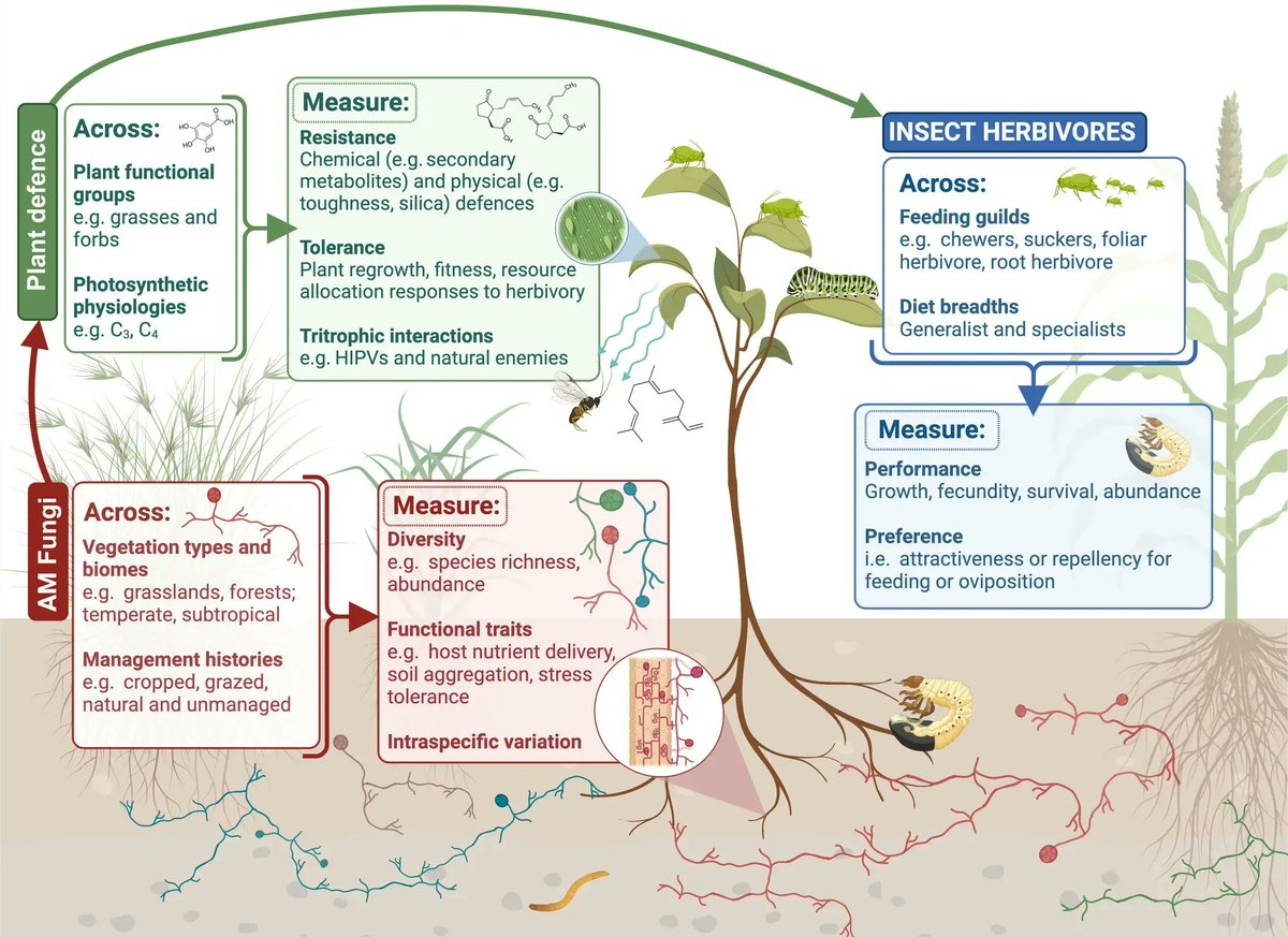 Plant herbivore protection by arbuscular mycorrhizas: a role for fungal diversity?

nph.onlinelibrary.wiley.com/doi/10.1111/np…
#plantsci ♻️