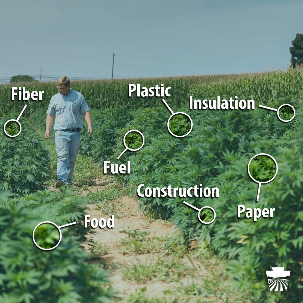 Hemp = Opportunity! These plants pack a mighty punch! After harvest, their stalks can be used for biofuel, fire-proof building material, and even bullet-proof vests.

#NationalHempDay