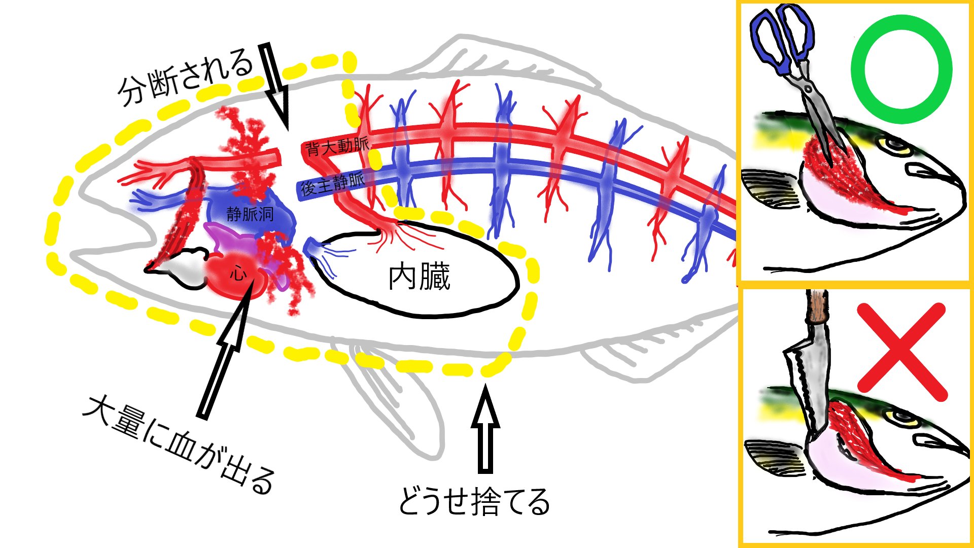狂気の釣り人 料理人 エラ膜を切り 背骨の下の動脈を切るのは 心臓と身の血管を完全に分断させて身の血 を一切動かせなくすると同時に どうせ帰って捨ててしまう 静脈洞 の血が大量に流れだしてくるので いっぱい血が抜けた という満足感が得