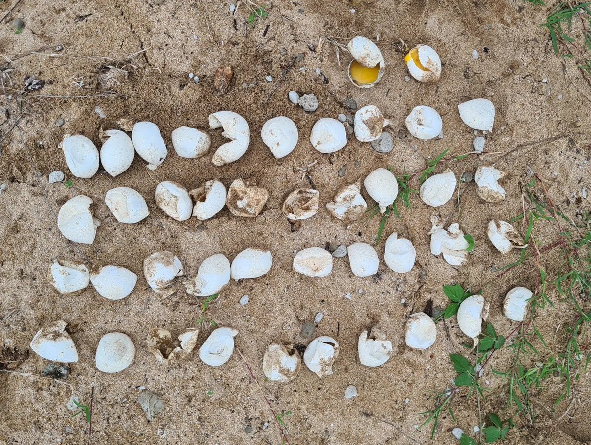 SeaSnakeBlanche's tweet image. Another shaded flatback turtle nest hatched, with 100% of fertilised eggs successfully hatched. Monitoring Magnetic Island Network for Turtles shows higher success rates from shaded nests.

#flatbackturtle #natatordepressus #turtlenestmonitoring
#Yunbenun #Wulgurukabacountry