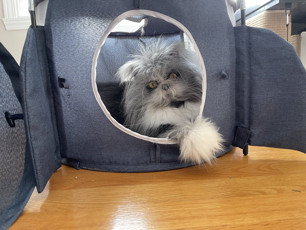 Atchoumthecat's tweet photo. Mom: "Sorry mom you can't board, it's a manned mission for one person." 🚀
Mom: "Alright, just try to come back for supper, I made salmon..."
Atchoum: 🤔🤔🤔 “Well, in the end the mission was postponed until after dinner!"
Mom: 🤦🏼♀️🤦🏼♀️🤦🏼♀️
#catlogic #catpriority https://t.co/k5ippQ0gtt