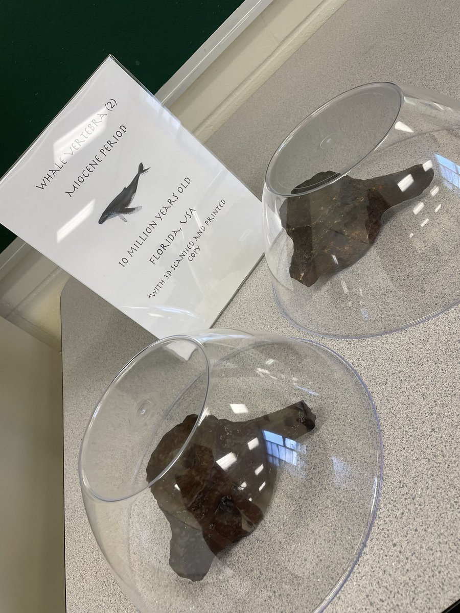 MsFoxGMS's tweet photo. So excited for our year 2 students to explore fossils today. Thank you to The MAPS museum for loaning such great artifacts!  #pascodoingscience @GMSBucs https://t.co/wRmn5DZe3V