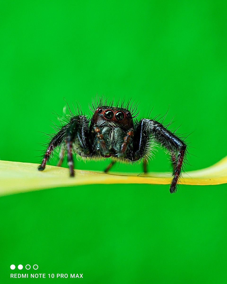 RedmiIndia's tweet image. The 5MP Super Macro mode on #RedmiNote10ProMax gets you a detailed framing of the tiny world around us.
Fascinating, isn't it? 🤩

Shot by #MiFans Dinesh Yadav. #ShotOnRedmi