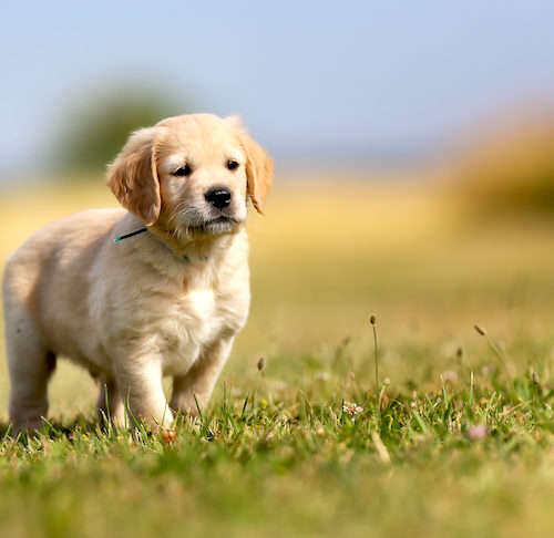 Retrieving information from our brains is THE critical step in learning. Check out these golden retrieval and practice exercises. buff.ly/330IyGi