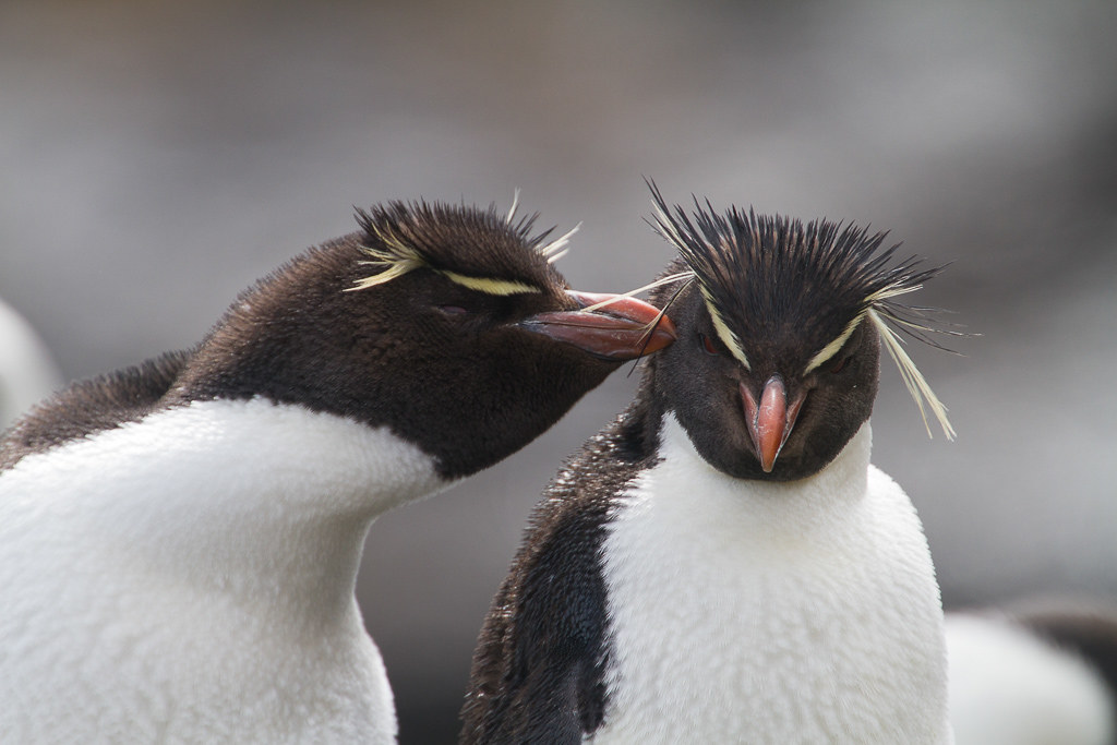 penguins365's tweet photo. Psst the S300 is on sale now! 🐧
Humph! 🐧
#PenguinOftheDay
#TheS300 #FlipperMachine
#Penguins
📸Pablo Fernicola
(https://t.co/eUqGUQhfWc) https://t.co/3OAIOj0K8Y