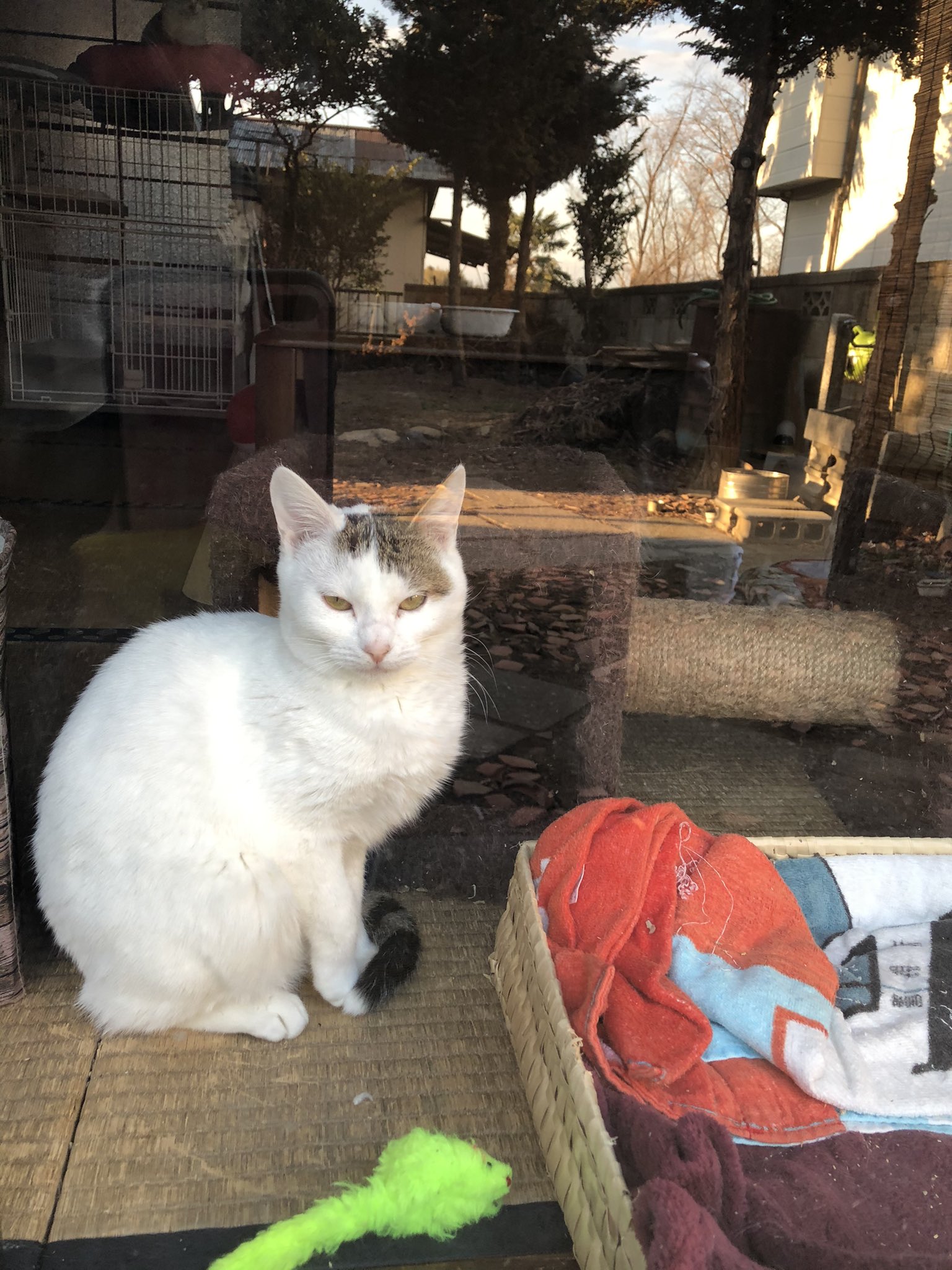 Tweets With Replies By 保護猫 あんちゃん Hogonekogoro Twitter