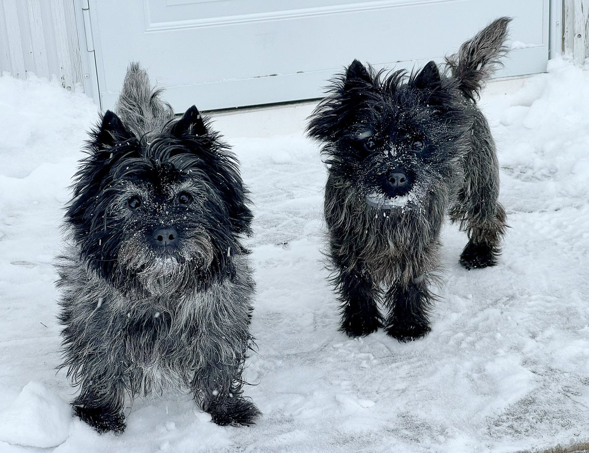 jackhaley42's tweet photo. Nova and Milo after playing in the snow. #cairnterriers #rocweather #roc #snowday https://t.co/zreFNxBx0W