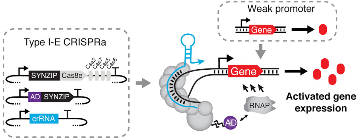 Chappell and colleagues <a href="/RiceUniversity/">Rice University</a> use an alternative type I-E CRISPR-Cas system to create a CRISPR activator for bacteria with distinct and expanded regulatory properties, including more frequent periodicity of activation.

pubs.acs.org/doi/10.1021/ac…

#CRISPR
#activator