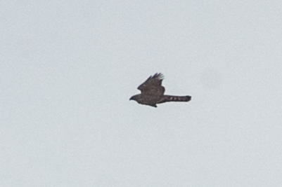 IanB 🇺🇦 (@488ianb) on Twitter photo A distant Goshawk from Carburton, showed 3 times this morning in not great conditions <a href="/NottsBirders/">Notts Birdwatchers</a> A distant Goshawk from Carburton, showed 3 times this morning in not great conditions <a href="/NottsBirders/">Notts Birdwatchers</a>