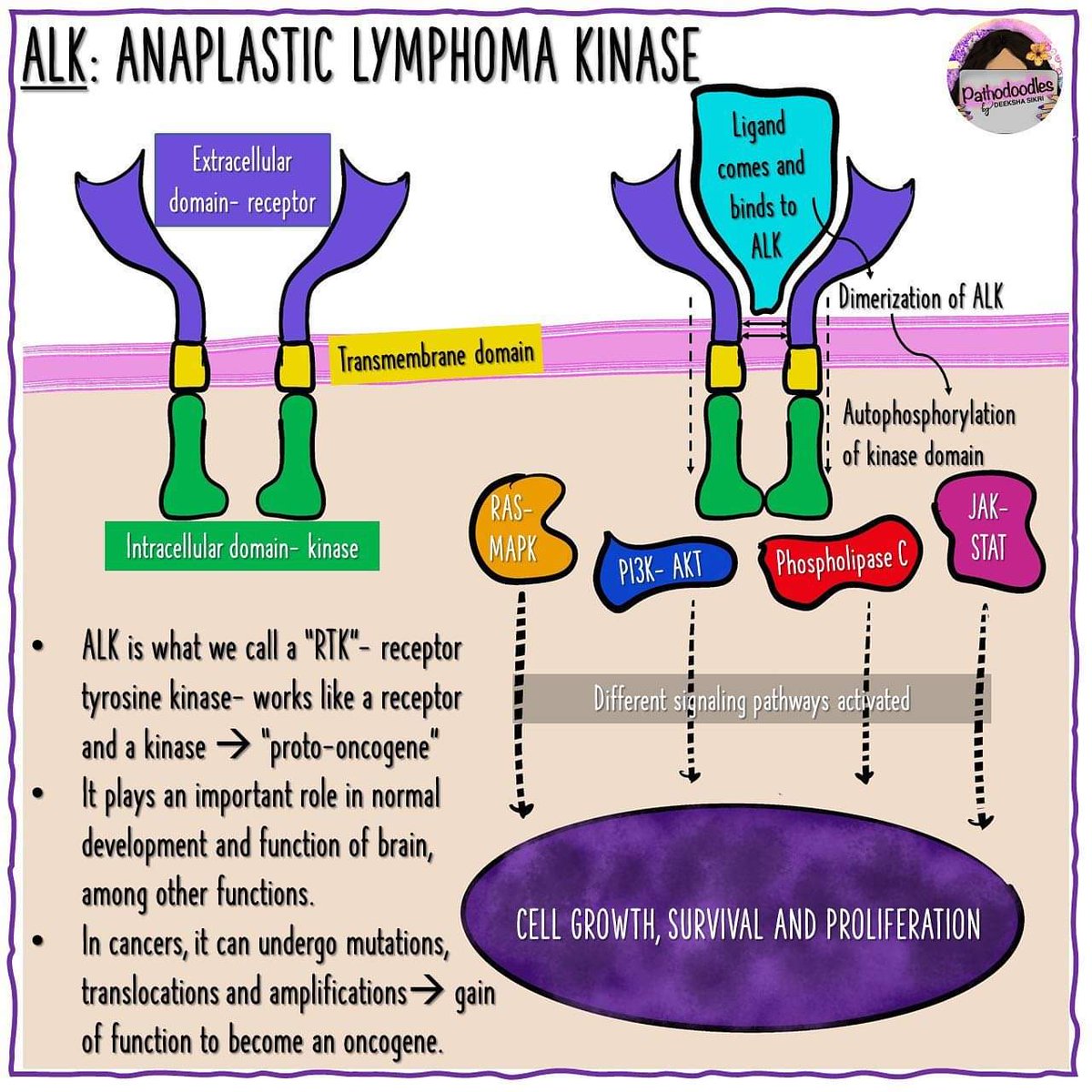 pathodoodles's tweet image. #MedStudentTwitter and #PathTwitter 

Haaaaave you met ALK ? 

#pathodoodles #ihc
