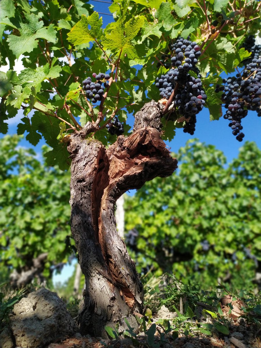Plan Dépérissement tweet media