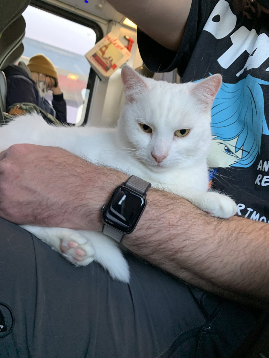 DotHack39's tweet photo. Yuki on Train!

 So Arbeit für diese Woche ist abgeschlossen! Yuki und ich sind wieder auf dem Heimweg 🥰

Lasst das Wochenende beginnen 🥰

#oebb #catontrain #cat #neko #katze https://t.co/GdCveXI2ak