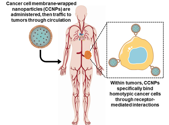 📢We share with you #Review 'Cancer Cell Membrane-Coated Nanoparticles for Cancer Management' 👥by Jenna C. Harris, Mackenzie A. Scully, et al. @UDelaware Enjoy reading👉mdpi.com/2072-6694/11/1… Keywords: biomimetic; nanocarrier; membrane-wrapped