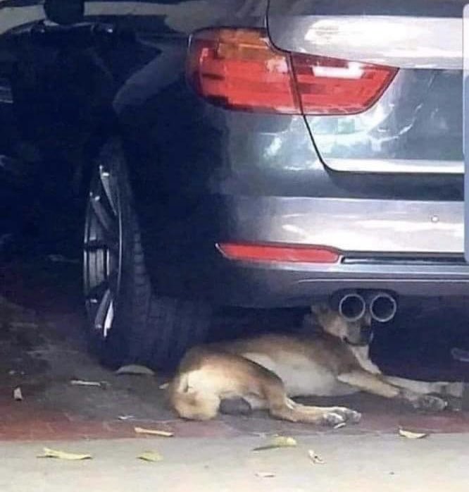 3BoxersNme's tweet photo. Now this is a true Watchdog !!! https://t.co/dvBMwsWI5H