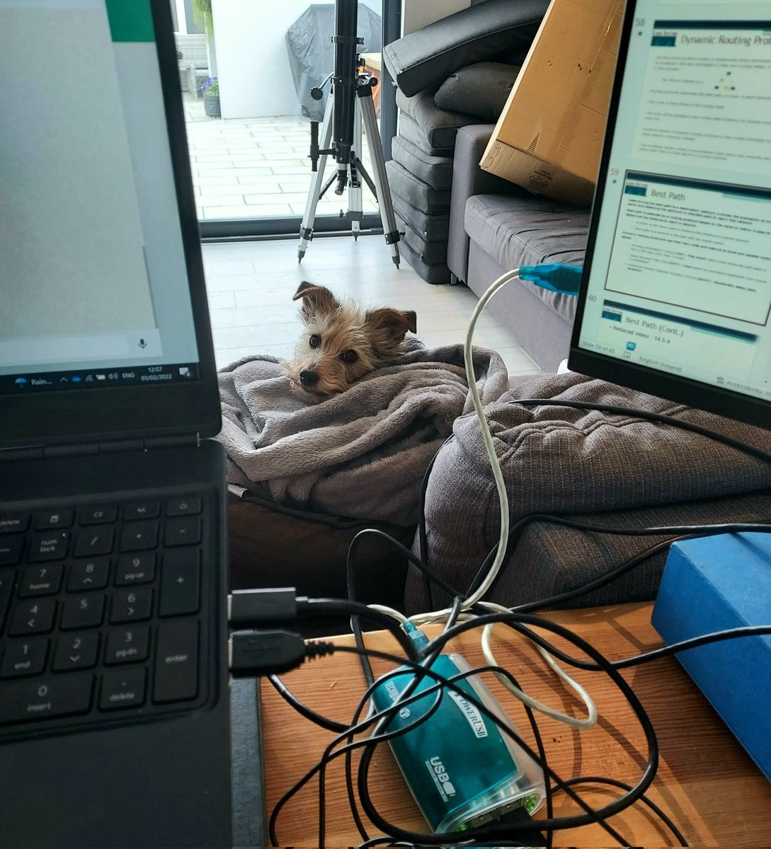 DoggoSmartie's tweet photo. Helping Hoomammy in the office today. #OfficeBed
@BrodHiggins @ADignam @missedoyle85 @kermit_kerm https://t.co/F15E7ZpKKP