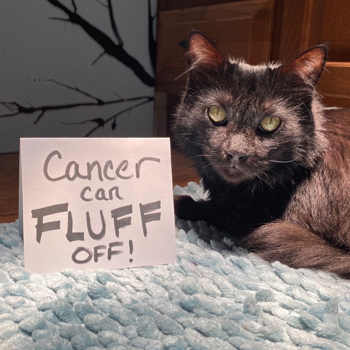 ColeTheBlackCat's tweet photo. It sure can! 🖤
#WorldCancerDay #CancerCanFluffOff #TeamColeFurever https://t.co/5W5kb3ycVM
