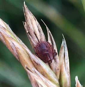 LabEastwood's tweet photo. Our lab recently detected Bourbon virus in H. longicornis! This invasive tick species has not been associated with viruses before in the USA. It is also first evidence of Bourbon virus in  Virginia. Stay tuned for a full report and future updates! #VT #AsianLonghornedTick https://t.co/0eWkWsbiSN