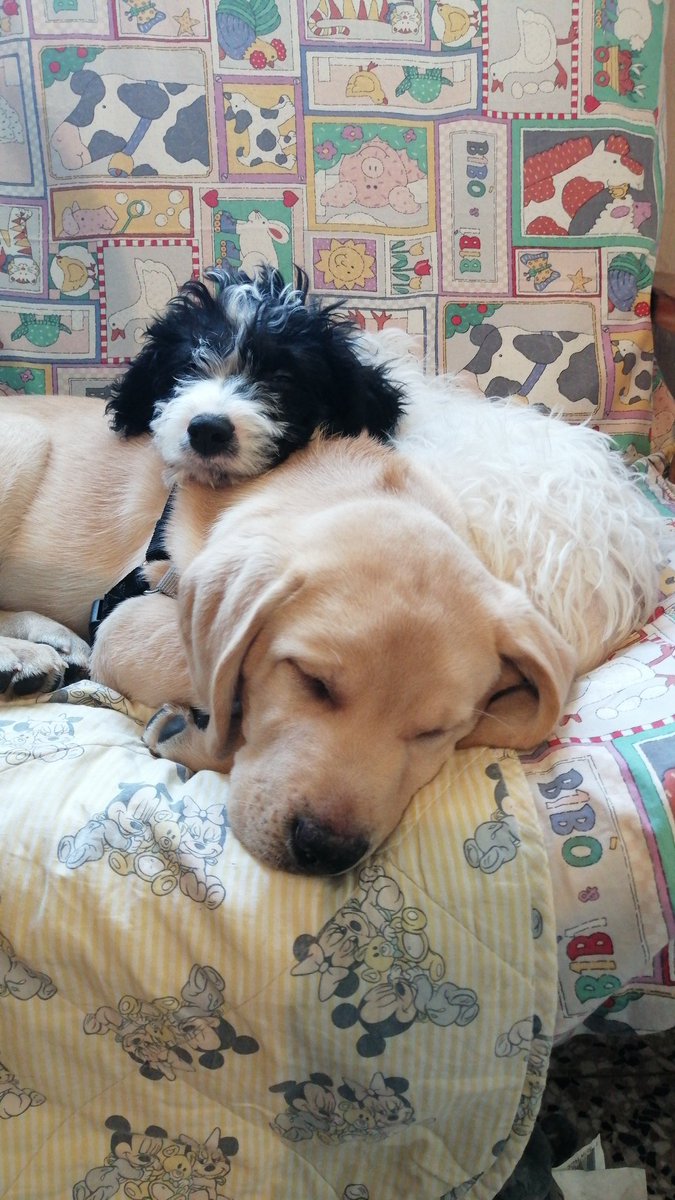 斯蒂芬妮娅 she/her tweet media