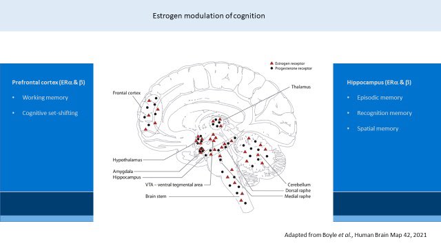 Madeleine Lameris (@madeleineaml) on Twitter photo Well doesnāt this slide of Prof Allan Herbisonās delivered in our menopause lecture in the preclinical course <a href="/PDN_Cambridge/">PDN Cambridge</a> say it all- those estrogen receptors get everywhere. <a href="/drlouisenewson/">Dr Louise Newson</a> <a href="/GPEG_Cambridge/">GPEG Cambridge</a> #BrainFog Well doesnāt this slide of Prof Allan Herbisonās delivered in our menopause lecture in the preclinical course <a href="/PDN_Cambridge/">PDN Cambridge</a> say it all- those estrogen receptors get everywhere. <a href="/drlouisenewson/">Dr Louise Newson</a> <a href="/GPEG_Cambridge/">GPEG Cambridge</a> #BrainFog