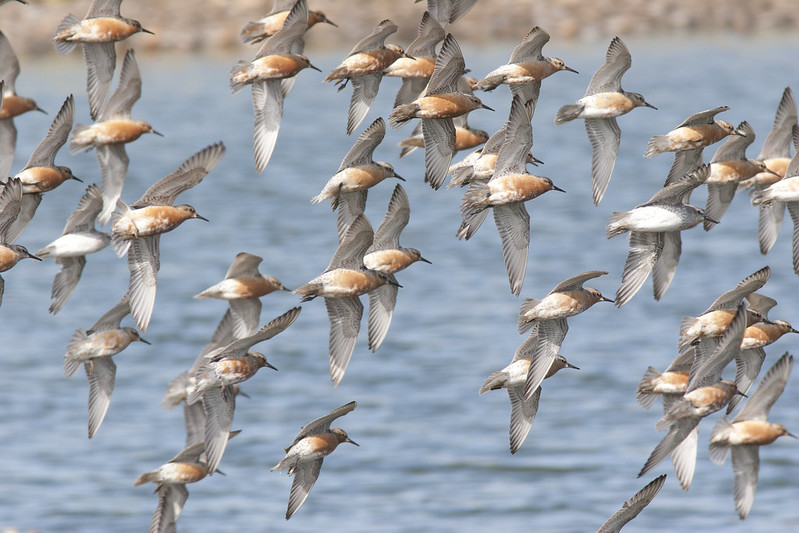 NENorfolkSufflk's tweet photo. On the look out for #ornithology #vacancies?
We have two exciting roles that sit in the heart of strategic &amp; ambitious projects, driving improvement of #protectedsites &amp; #conservation of internationally important #wetland #birds🦆
Check it out by 18th Feb👉https://t.co/QqbK13SAof https://t.co/VPFRB2LTVq