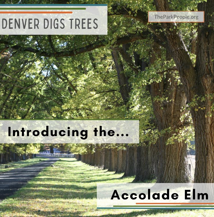 The stately beauty of this elm is back for Denver Digs 2022, strong, healthy, and resilient. Apply today! Link below 🌳

linktr.ee/TheParkPeople

#denverdigstrees #treeequity #treebenefits