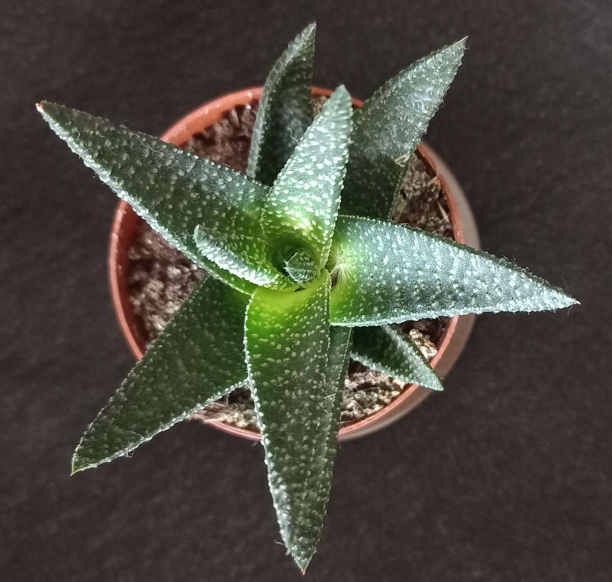 Maesvaevla's tweet photo. Vortexplant on Rarible NFT https://t.co/5k3F24Y1Ld