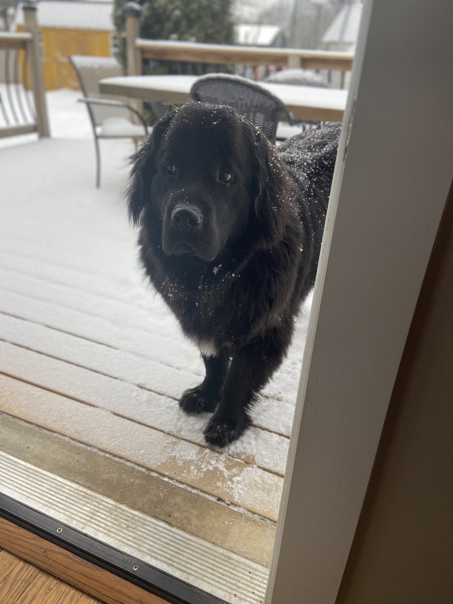 Gus the Newfoundland tweet media
