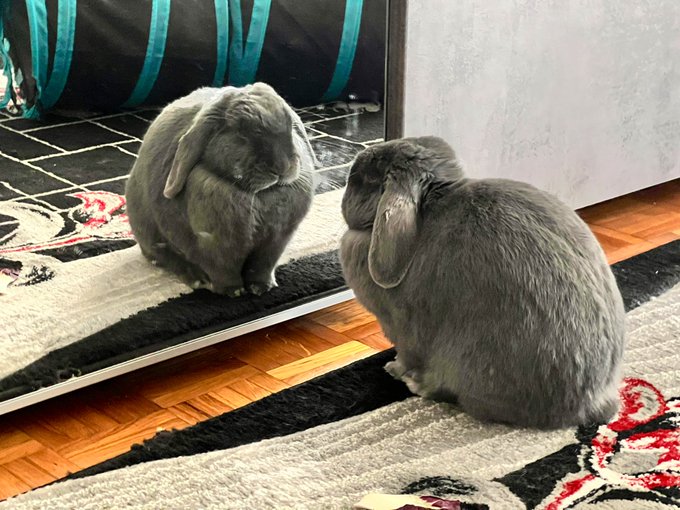 You gained weight that's what the Bunninarian said... Look at yourself! You are a ball of fluff! https://t