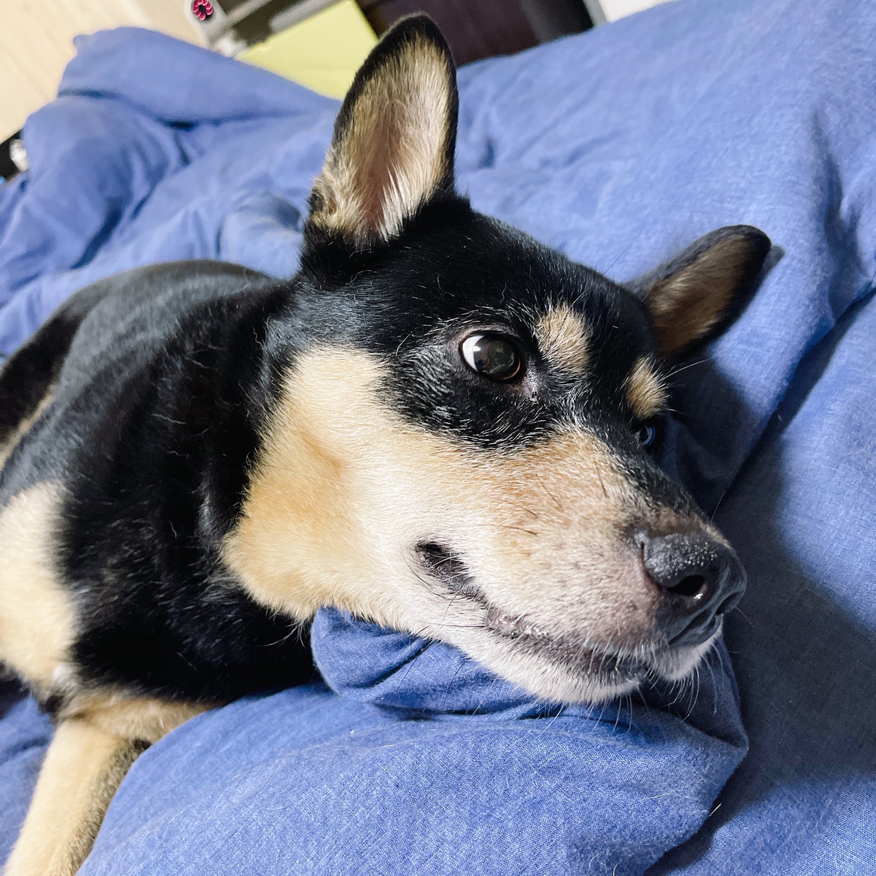 犬のにおい Twitter Search Twitter