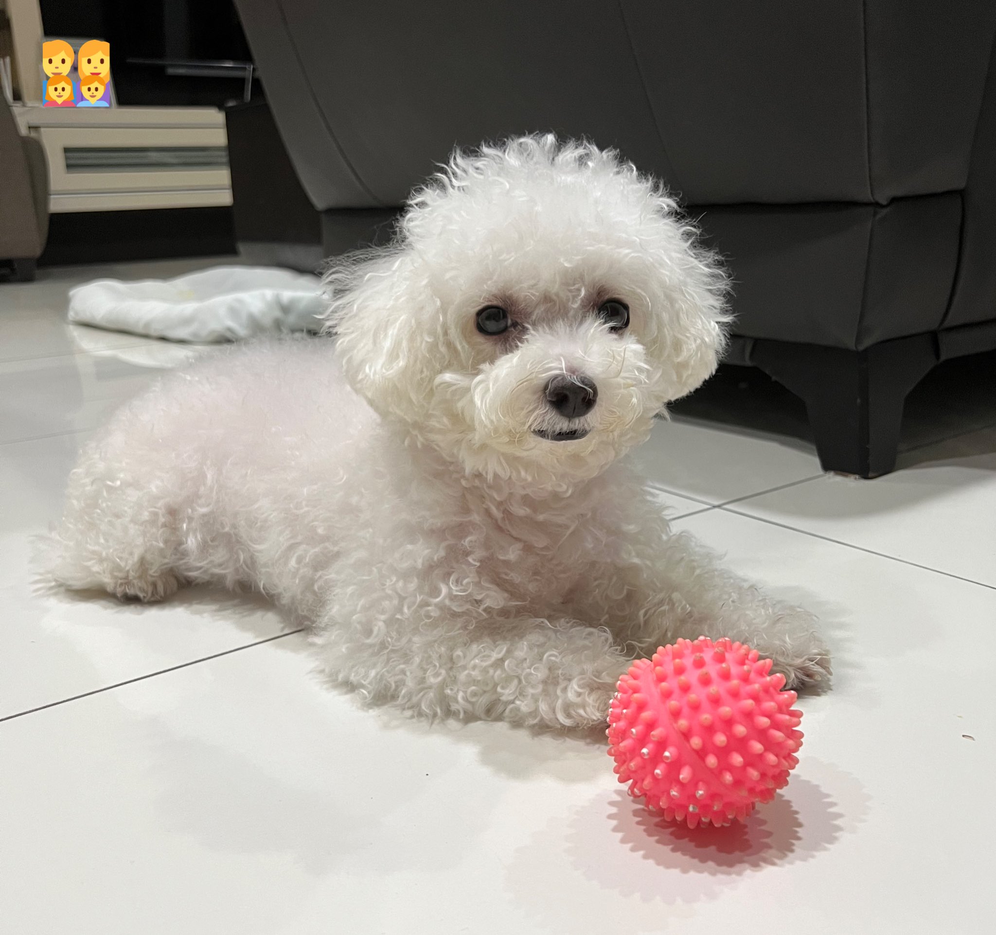 Faline San on Twitter: "Crusty white dog in higher quality because she ...