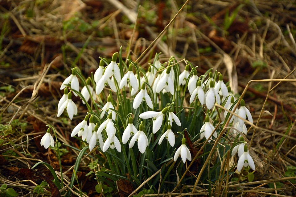Berrynarbor2020's tweet photo. #Berrynarbor, #NorthDevon. #ByTheSea. It's that #Spring time again when the #snowdrops come out. As you walk around the village they are flowering and looking lovely. Even an odd #Daffodil  and #primrose are beginning to flower. Noticed the birds gathering twiggs. https://t.co/wKTGwKn8Mr