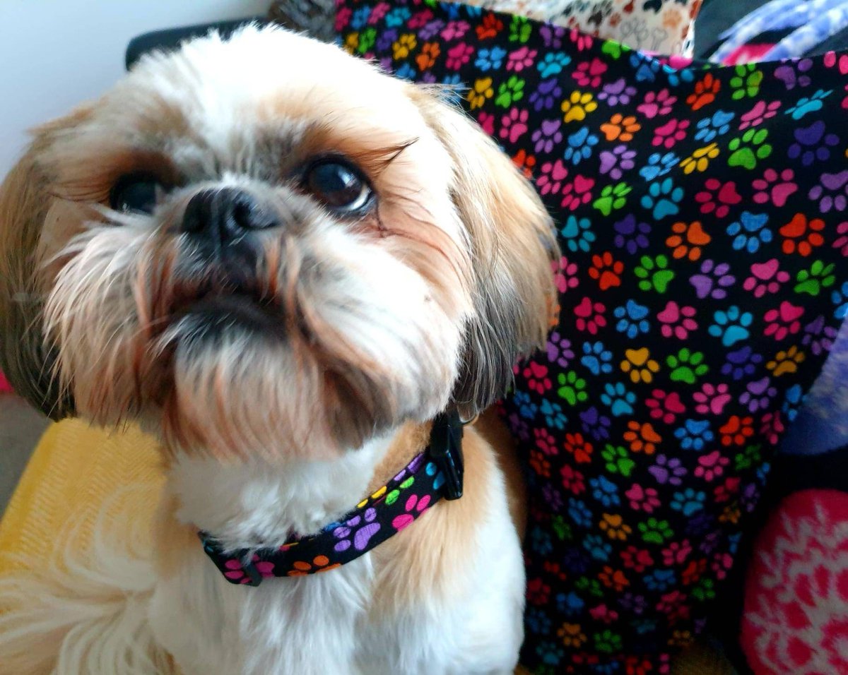 Here's the latest addition to my #etsy shop: Cushion Cover. Multicoloured paws on black design. 48cm x 48cm My collar matches too!  Humum has made 4 new cushion covers. 
#gifts #cushioncovers #value  etsy.me/3unu5Q1