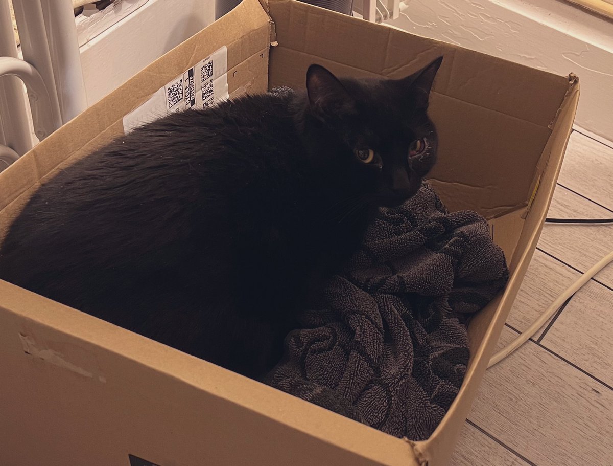 jamiefreeman's tweet photo. I’d love you to pick something up from @Bandcamp today on this fine #BandcampFriday :-) Here’s a picture of a cat to say thank you 🖤 
https://t.co/TSik477LRF https://t.co/lus1eOjEhu