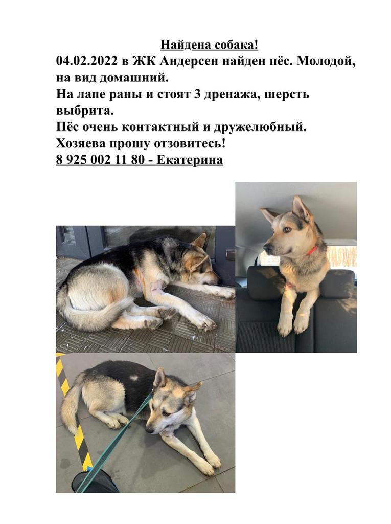 Пожалуйста,  распространите по Новой Москве.  Собака явно убежала во время лечения - в пластиковом "воротнике" и с катетером.