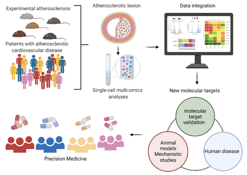 atvbahajournals's tweet image. How single-cell multinomics has advanced our understanding of the cellular landscape in atherosclerosis. @nati_eberhardt
@ChiaraGiannare1 ahajournals.org/doi/10.1161/AT…