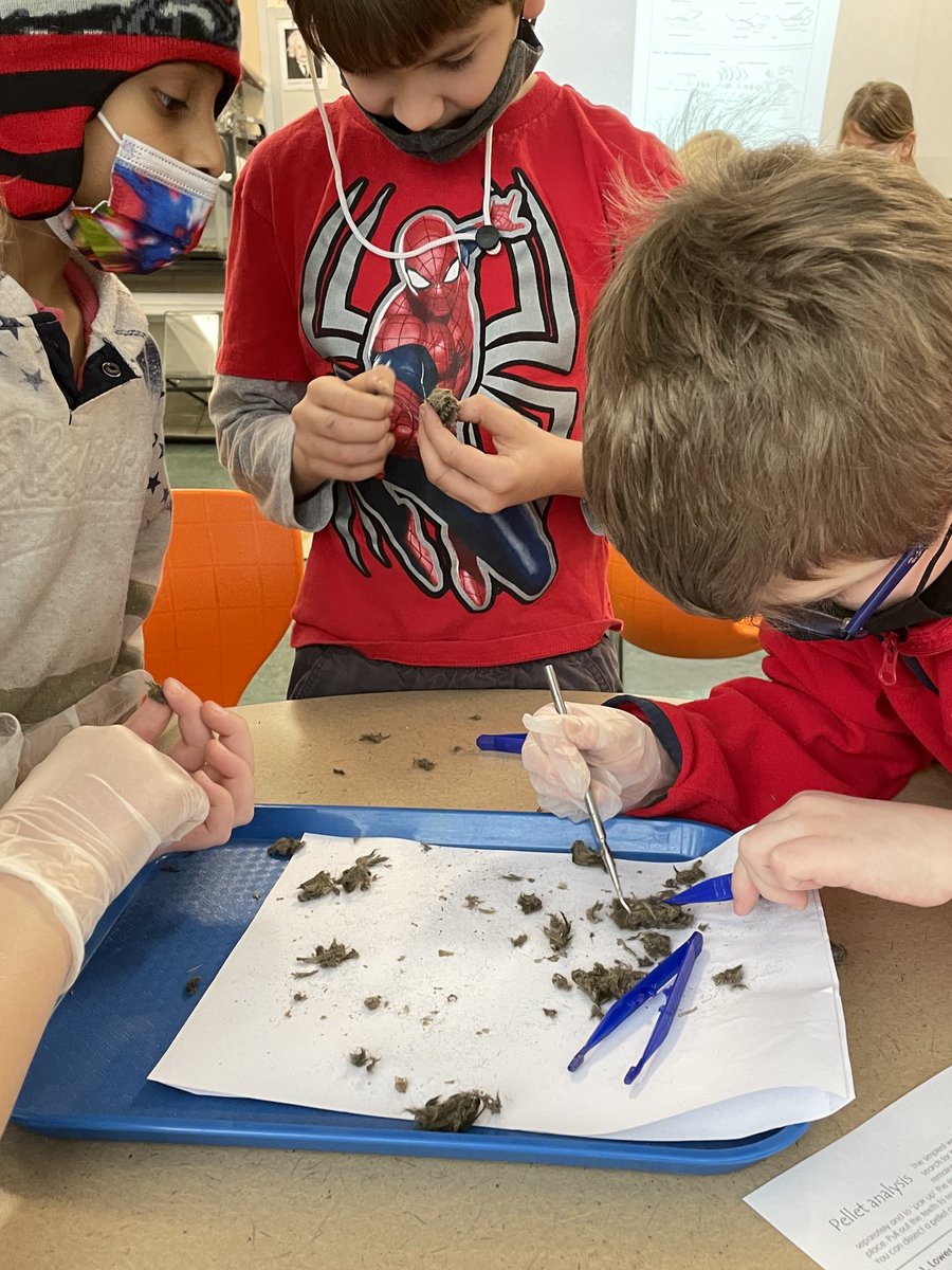 What can you find in an owl pellet! Real skulls! #everettsoars