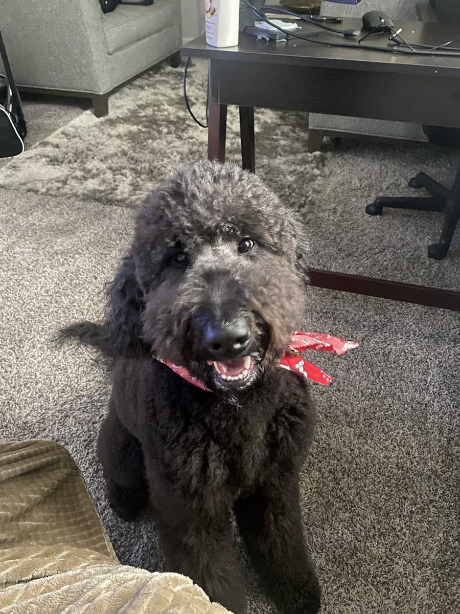 UncleOat7's tweet image. Looks who back from his trim smelling and looking good #BigJet