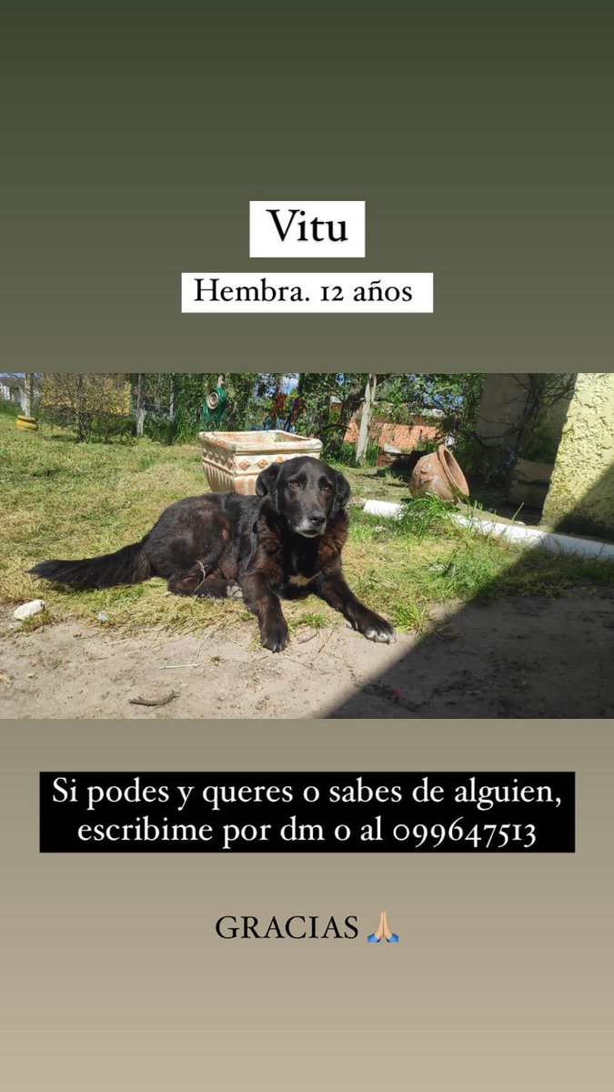 Su dueño está enfermo e internado en un residencial. Hemos hecho todo lo que está en nuestro alcance para mantener a sus perros juntos y en su casa. Hace más de un año están así. Ahora esperamos que alguna familia pueda cuidarlos y darles amor. Son lo más lindo y tierno.