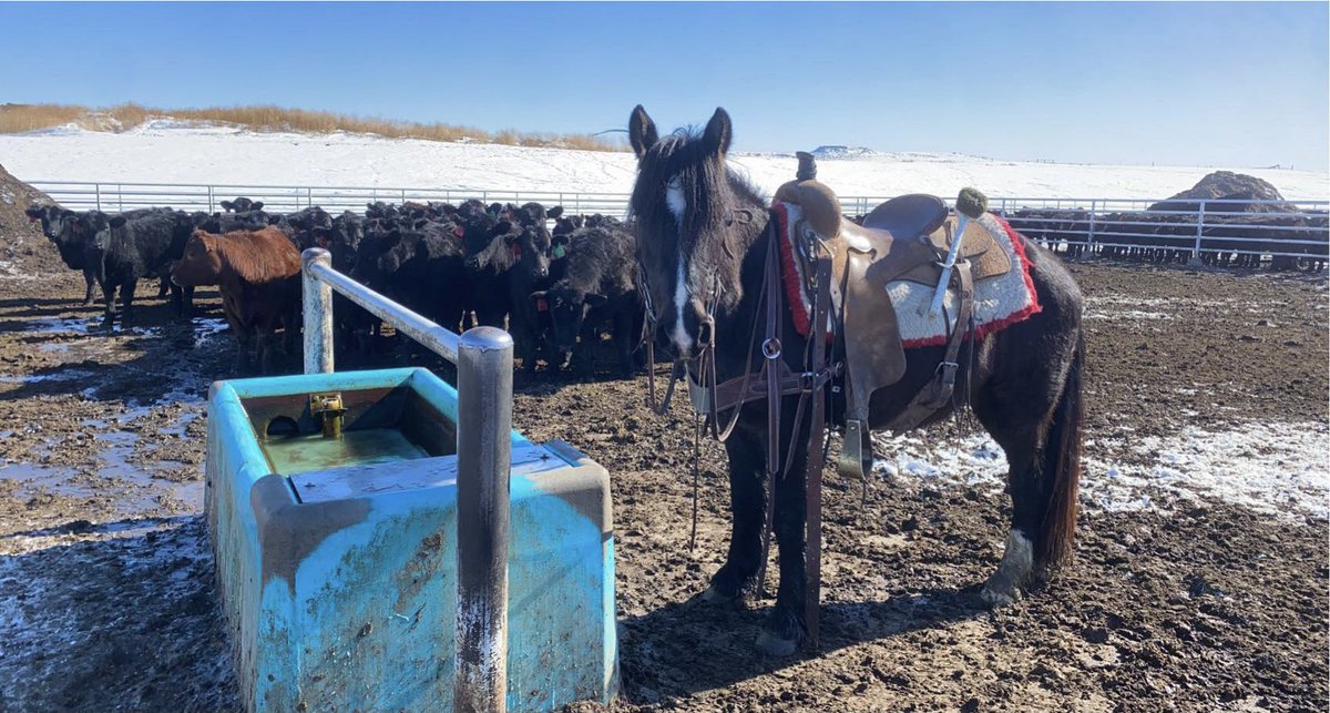 ColePfenn's tweet photo. Considering I’m on the half day horse I should only have to do half the work, right? https://t.co/Gno0kuwi8p
