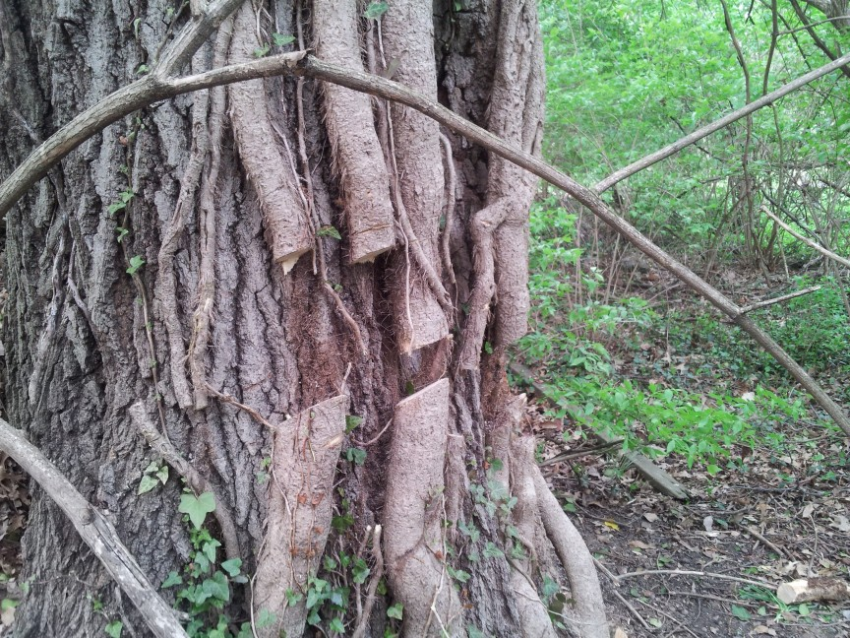 netzerocitizen's tweet photo. Calling all responsible NetZero Citizens ! You can make a huge difference by saving trees from slow strangulation..... in just a few minutes every day..... by cutting ivy away at the bottom of the trees close to you....... https://t.co/hxvxbS5Zn4