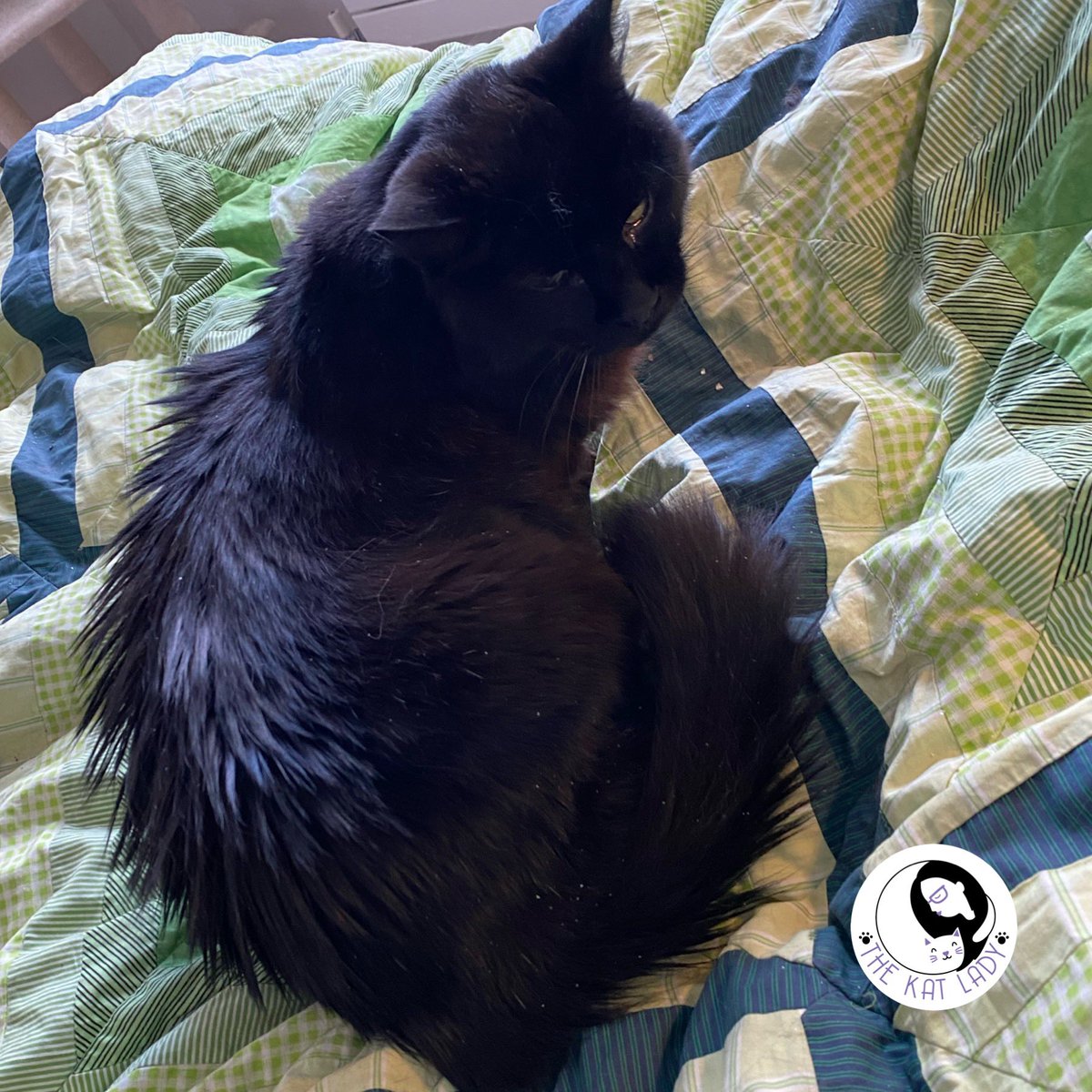 ThekatladyK's tweet photo. Apparently today is black cat Friday! 3 of todays 5 cats were beautiful black kitties so I was totally spoiled 🐈‍⬛ #catsoftwitter #catgroomer #microchipyourcat https://t.co/b5isRWbsDh